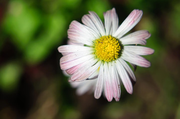 Fototapeta premium White yellow daisy flower, bellis, , shallow depth of field.