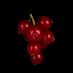 bunch of red currant isolated on black