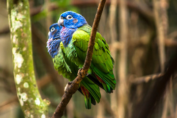 Blue-headed Parrot (Pionus menstruus) in Brazil