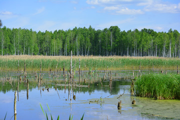 Wetlands in Belarus at sunny day