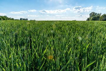 a green cereal field in the blazing sun