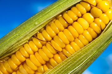 green corn cob with blue sky in Brazil
