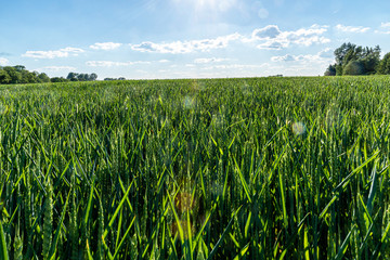 a green cereal field in the blazing sun