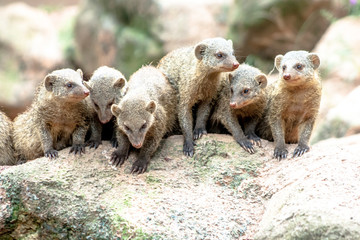 Banded Mongoose or Zebramanguste ou Mungos Mungo in zoo in Brazil