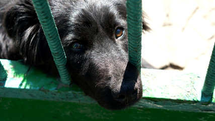portrait of yard dog sad in captivity