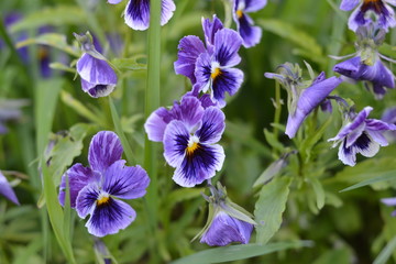  flower, purple, garden, nature, plant, flowers, spring, blue, flora, summer, viola, purple, green, bloom, blossom, macro, petal, pansy, beauty, wild, beautiful, floral, gardening, detail