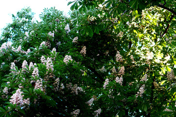 Fototapeta premium flowering chestnut trees in a city park