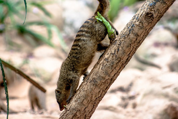 Banded Mongoose or Zebramanguste ou Mungos Mungo in zoo in Brazil