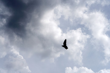 bird (pigeon) in the sky in gloomy weather