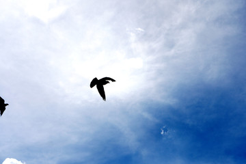 bird (pigeon) in the sky in gloomy weather