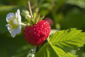 Fragole di bosco