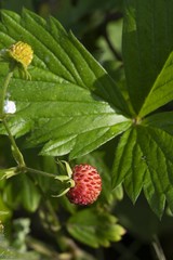 Fragole di bosco