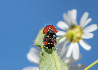marienkäfer paarung
