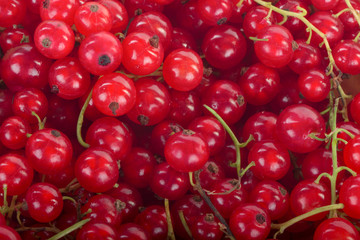 fresh red currants background