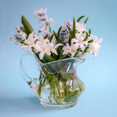 Bouquet of white flowers Chionodoxa in a glass vase on a blue background