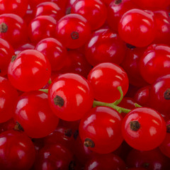 fresh red currants background