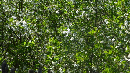 Obraz premium flowers in the garden