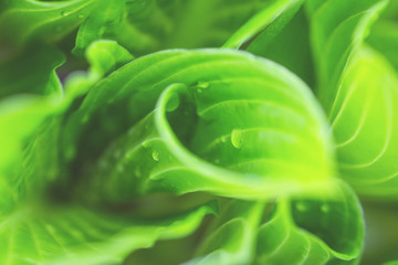 Obraz premium Green hosta plantaginea leaves with droplets of water full frame selective focus. Nature and environment concept with copy space