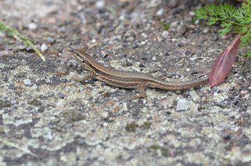 Lézard des murailles (Podarcis muralis)
