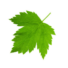 green leaf of currant isolated on white