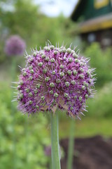 Obraz premium ball - flower of decorative onions