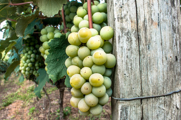White grape fruit in Brazil
