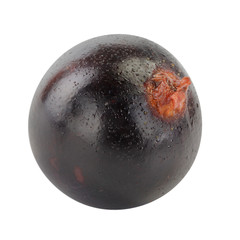 Obraz premium single black currant isolated on white background