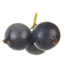 branch of black currants isolated on white background