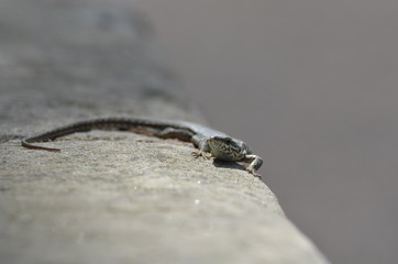 Lézard des murailles (Podarcis muralis)