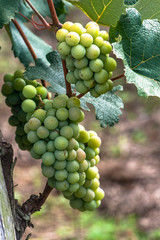 White grape fruit in Brazil