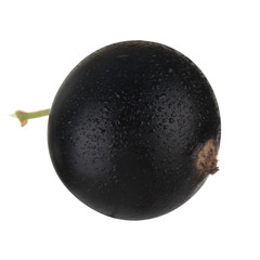 single black currant isolated on white background