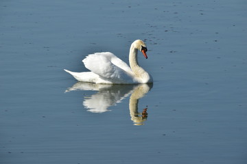 Fototapeta premium Swan Rutland Water UK England