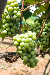 White grape fruit in Brazil