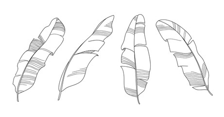Banana leaves outline vector illustration. Black and white hand drawn line art. Set of sketch tropical leaves skeleton