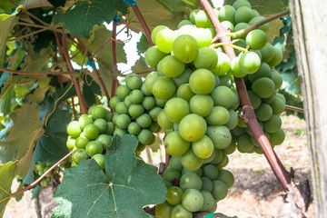 White grape fruit in Brazil