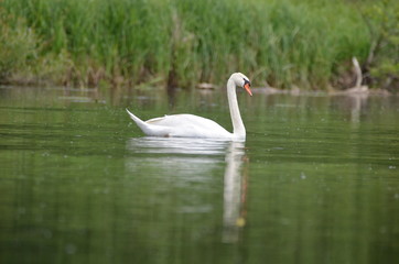 Cygne tuberculé (Cygnus olor)