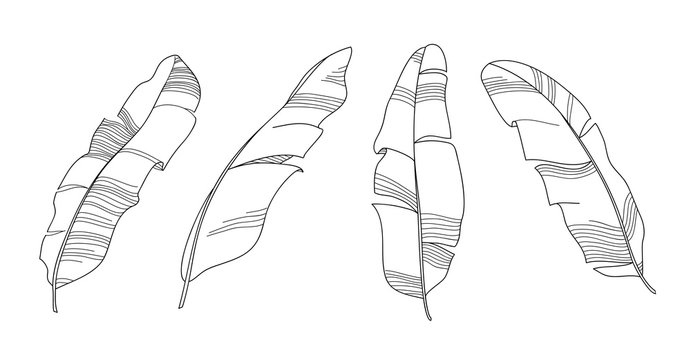 Banana Leaves Outline Vector Illustration. Black And White Hand Drawn Line Art. Set Of Sketch Tropical Leaves Skeleton