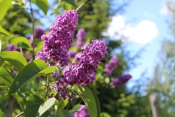 Tuinposter  clusters of lilac © foto1324AAA