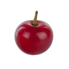 single red bird cherry isolated on white
