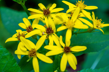 Fototapeta na wymiar Photo of yellow wild flower in Carpathian mountains