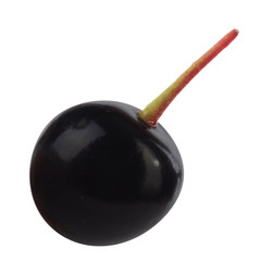 single  glossy black chokecherry isolated on white