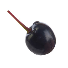 single  glossy black chokecherry isolated on white