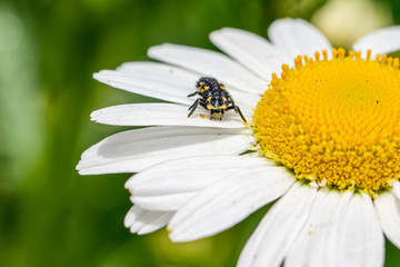 Fototapeta premium 7 spotted ladybird (Coccinella septempunctata) larva covered in pollen from a large daisy flower (oxeye daisy, leucanthemum vulgare)