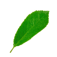 Fototapeta premium fresh green leaf of cherry isolated on white background