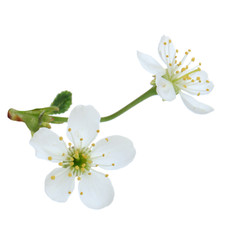 branch of white flowers of cherry isolated on white background