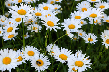 A field of daisy flowers at dawn