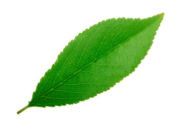 fresh green leaf of cherry isolated on white background