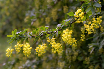 Branch of a blooming barberry. Yellow flowers on a twig macro. Closeup, selective focus