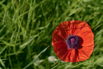Top view of poppy flower with honeybees