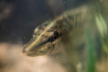 Brochetons sur frayère